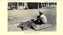 Image 37An Itneg shaman offering pigs to anito spirits, 1922 (from Culture of the Philippines)