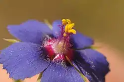 A. arvensis f. azurea.