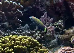 Lined wrasse (Anampses lineatus)