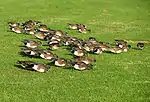 American wigeon grazing alongside the pond