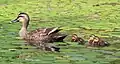 Adult with ducklings