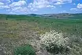 Rest of the Anatolian steppe with Crambe tatarica (white), with fields in the background, Ahiboz, c.35&nbsp;km south of Ankara, c.1000 m s.l.