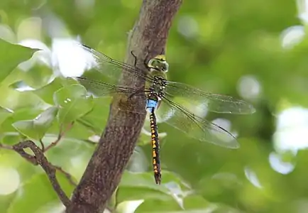 Male in Chinnar Wildlife Sanctuary