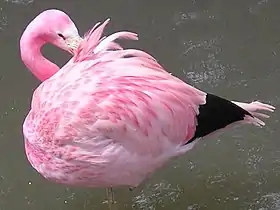 An Andean flamingo, (Phoenicopterus andinus)