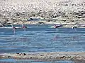 Group of Andean flamingos in the Salar de Pedernales in the Atacama Region of Chile