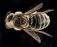 Andrena krigiana