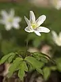 A Wood Anemone in flower,