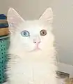 A Turkish Angora cat with complete heterochromia.