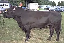 side view of a bull