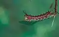 Larva