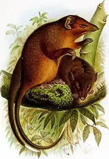 Drawing of brown dasyuromorph