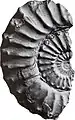 Paratexanites  fossil from the estuary of the Hluhluwe River
