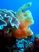 Giant frogfish (Antennarius commerson)