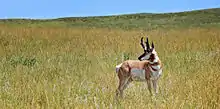 Pronghorn at the Wildlife loop road