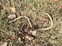 Antlers found shortly after being shed by a deer in Eastern Oklahoma