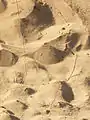 Antlion larva trails (doodles) in sand
