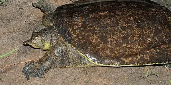 Pallid spiny shoftshell (Apalone spinifera pallida), Colorado County, Texas (28 June 2014)