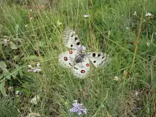 Apollo Butterfly in Gran Sasso