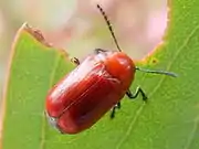 Aporocera (Aporocera) haematodes