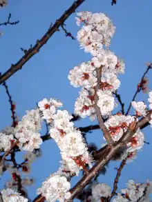 Apricot flowers, San Jose