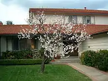 Apricot flowers, San Jose