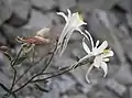 Aquilegia pubescens bud & flowers
