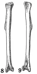Illustration of a macaw lower leg bone