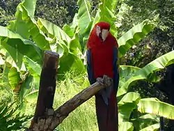 Scarlet macaw