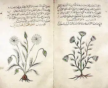 Cumin and dill from an Arabic book of simples (ca. 1334) after Dioscorides (British Museum)