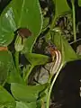 Plants of Arisarum vulgare