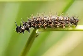 Caterpillar
