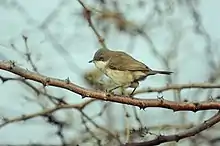 Lesser Whitethroat