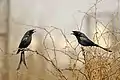 Black Drongo