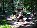 Rotten tree trunk in the Kórnik Arboretum