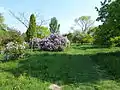 Lilacs in the Arboretum de l'École du Breuil.