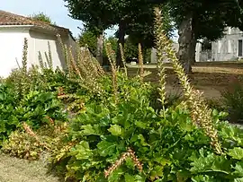 Acanthus in Arces