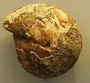 Museum specimen of Arcestes species