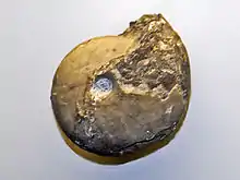 Museum specimen of Arcestes species