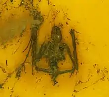 Archaeonycteris trigonodon