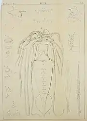 .mw-parser-output .citation{word-wrap:break-word}.mw-parser-output .citation:target{background-color:rgba(0,127,255,0.133)}#67 (4/2/1895)Type specimen of Architeuthis japonica, caught in a net in Tokyo Bay on 4 February 1895 after a 2–3 day storm (Mitsukuri & Ikeda, 1895:pl. 10)