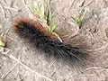 "Woolly bear" caterpillar