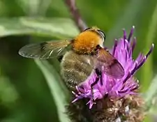 Sericomyia superbiens female