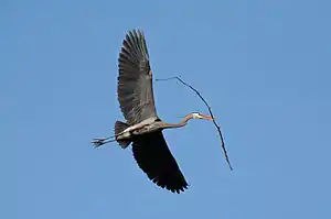 Image 51A great blue heron (Ardea herodias) flying with nesting material in Illinois. There is a colony of about twenty heron nests in trees nearby. Image credit: PhotoBobil (photographer), Snowmanradio (upload), PetarM (digital retouching) (from Portal:Illinois/Selected picture)