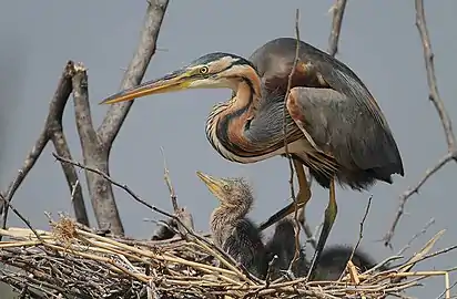 An adult purple heron with chicks on a nest at Lake Baringo