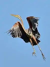 A. p. manilensis in North Sulawesi, Indonesia showing long toes