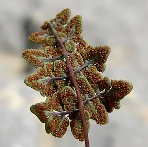 underside of greenish-gray divided leaflet with brown stalks and empty brown capsules
