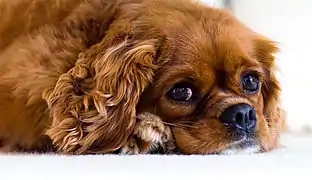 Ruby Cavalier King Charles Spaniel