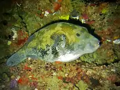 Blue-spotted pufferfish (Arothron caeruleopunctatus)
