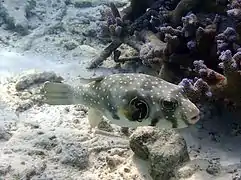 White-spotted puffer (Arothron hispidus)