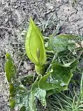 "Arum maculatum and habitat"